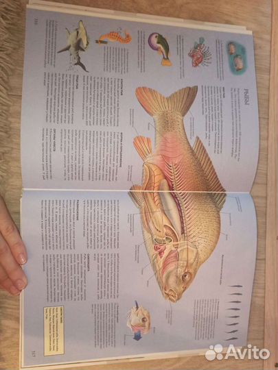 Энциклопедия