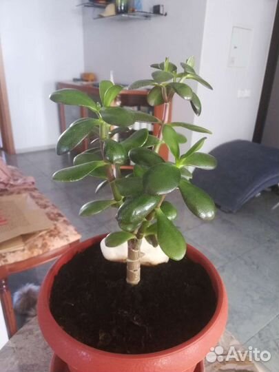 Красула толстянка