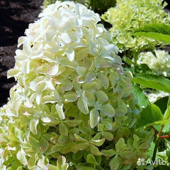 Гортензия Magical Lime Sparkle