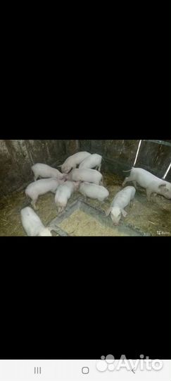 Поросята