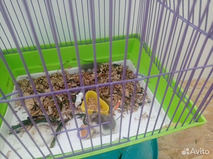 Хомяк с клеткой