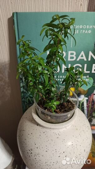 Мирт и Мирт вариегатный