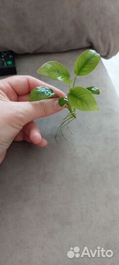 Аквариумное растение Ануабис