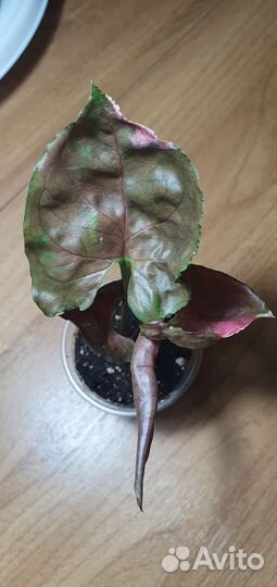 Сингониум клубничный лед