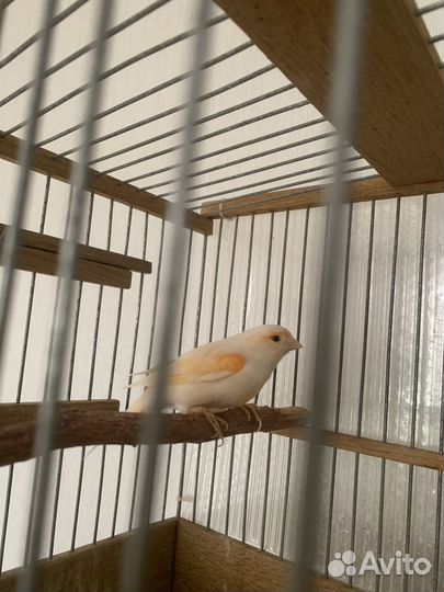 Кенара и канарейки