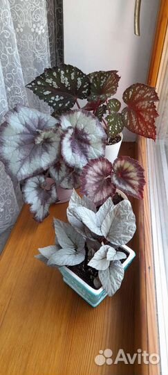 Детки бегоний, наборы деток бегоний