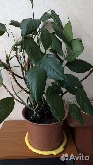 Комнатные цветы