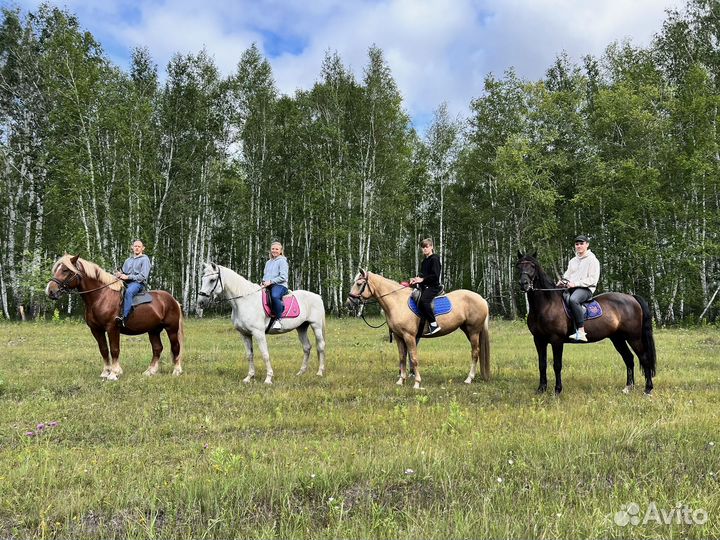 Конные прогулки Омск