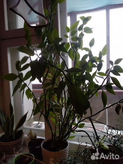 Комнатные цветы