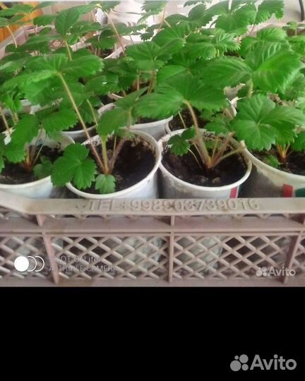 Ремонтантная земляника саженцы.Без усая Под заказ