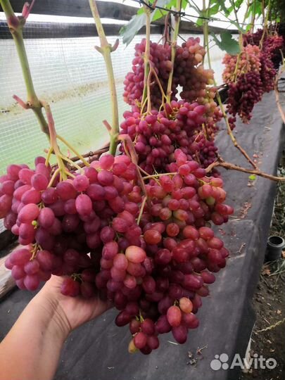 Саженцы винограда