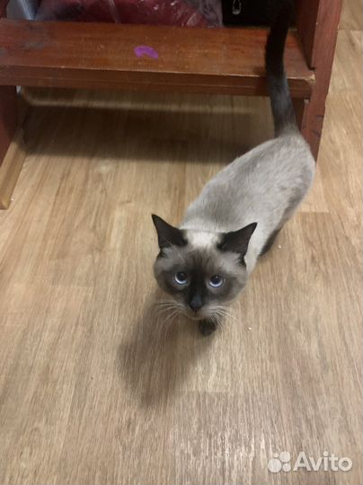 Тайский кот вязка