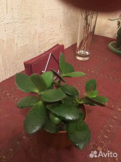 Крассула толстянка, денежное дерево