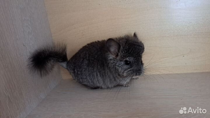 Шиншилла ангора