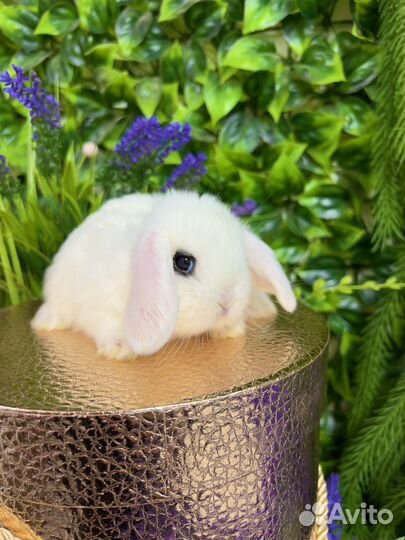 Кролик карликовый ручной