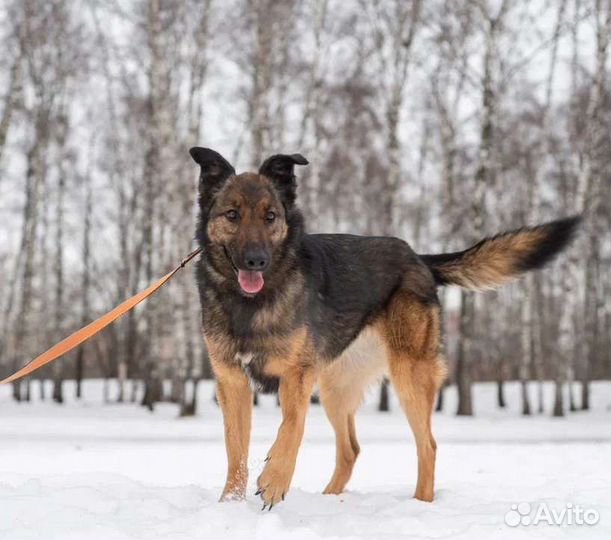 Зира метис малинуа ищет дом