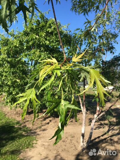 Клён канадский (сахарный)