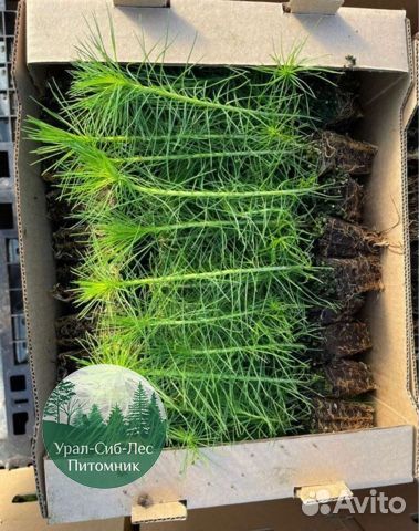 Сеянцы зкс Сосна Ель Лиственница окс Голуб Горн