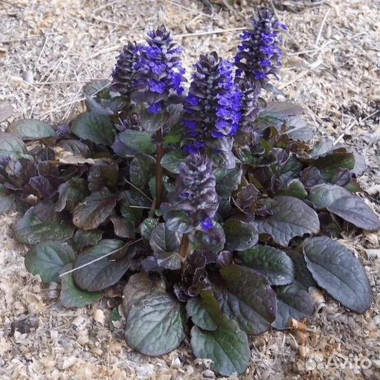 Живучка ползучая