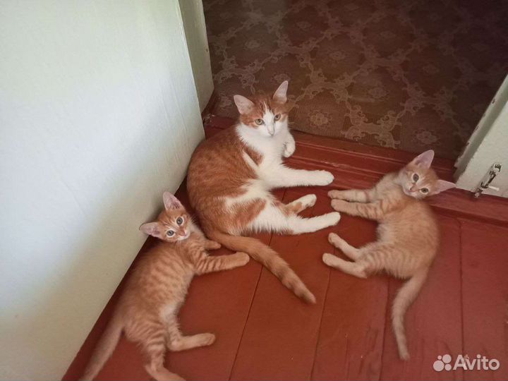 Рыжий котенок мальчик