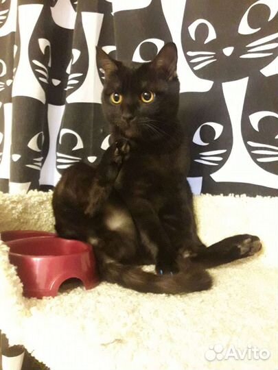 Передержка кошек. Котоняня на дом