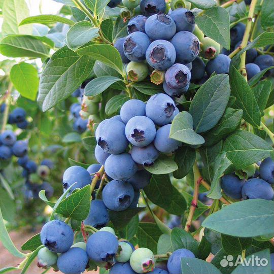 Саженцы голубики