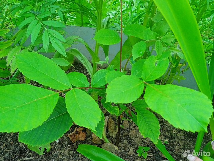 Маньчжурский орех саженцы