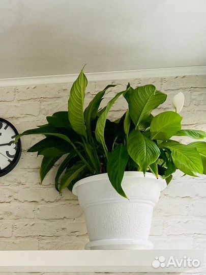 Спатифиллум