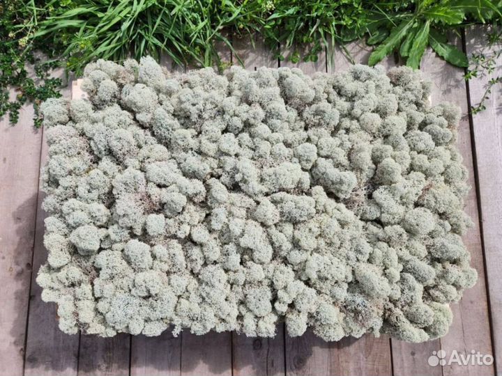 Мох Ягель живой