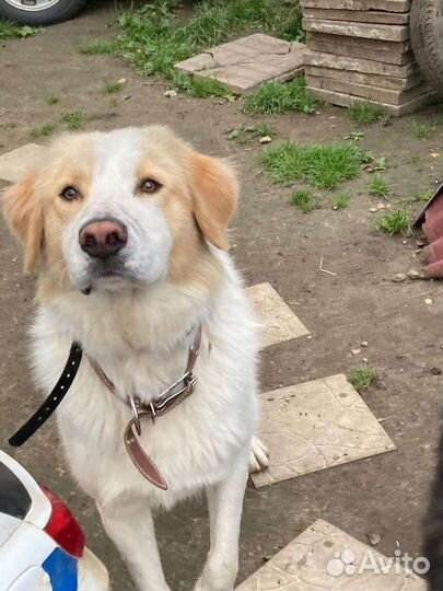 Пушок в добрые ручки