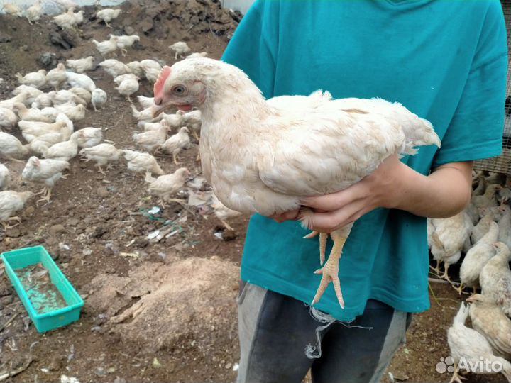 Цыплята, петушки хайсек браун 3 месяца
