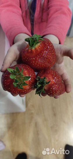 Клубника саженцы Азия, Улыбка, Альба,Мурано,Гирлян