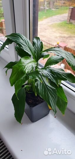 Спатифилум