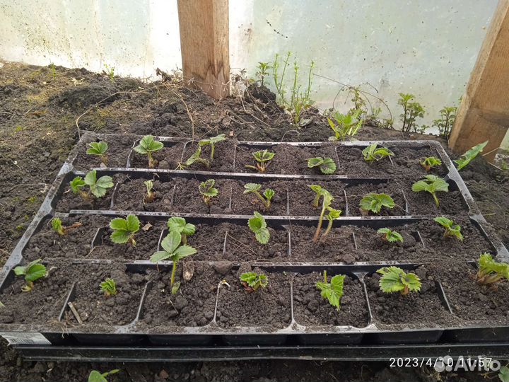 Ремонтантная клубника, 