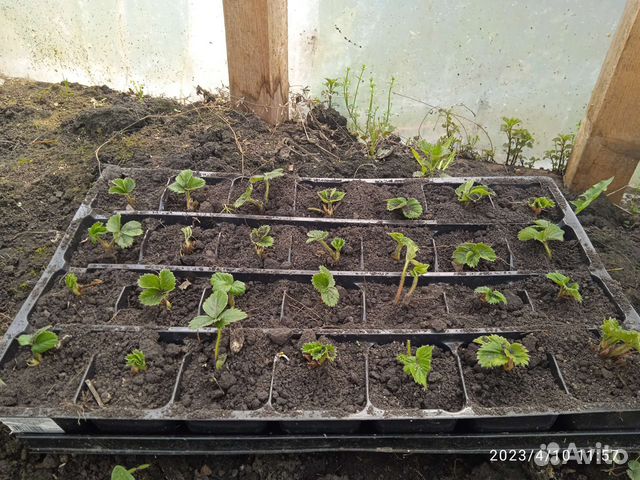 Ремонтантная клубника, 