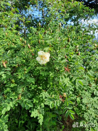 Саженцы белого шиповника