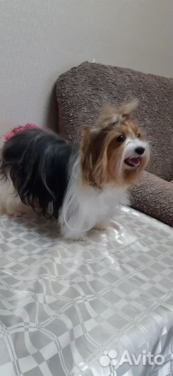 Щенки бивер йорка