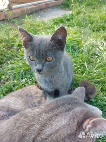 Котенок в дар