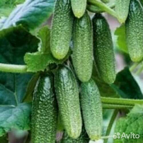 Супер ранние семена Сибирская Гирлянда