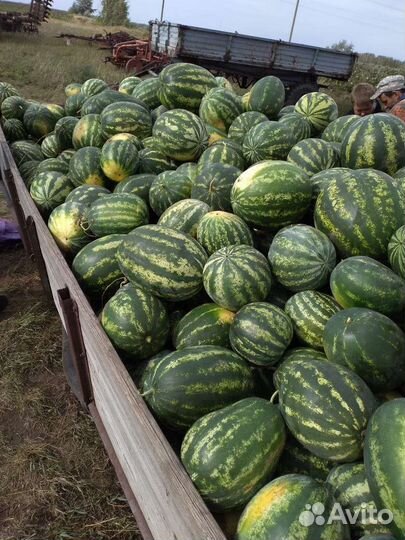Черлакский арбузы