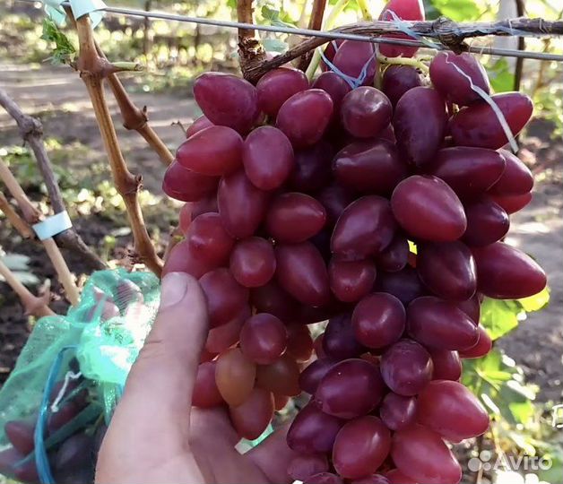 Саженцы винограда Казанова ранний