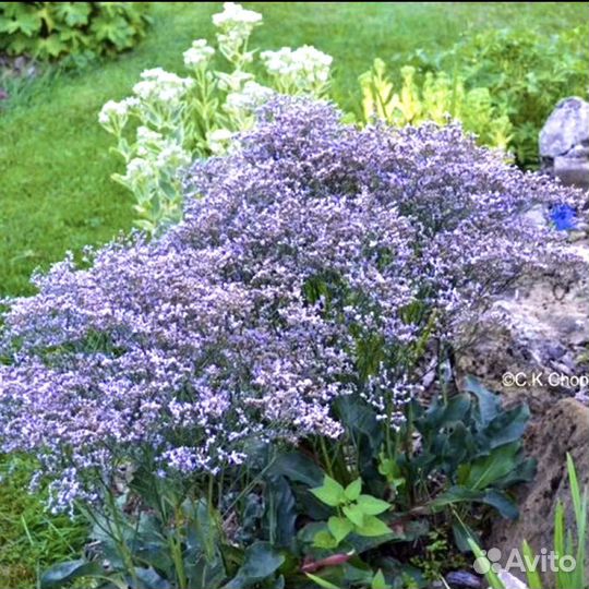 Кермек татарский голубой