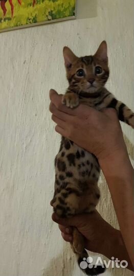 Бенгальская