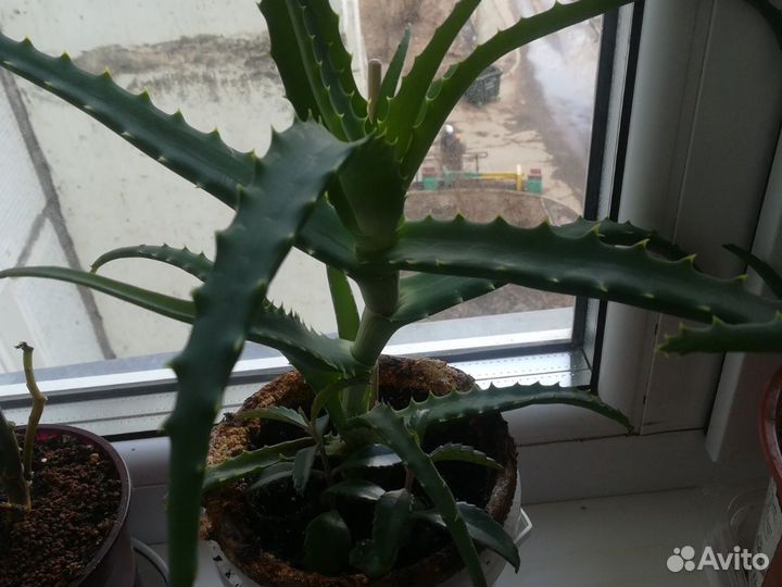 Алое-столетник, лечебное, хавортия красивая