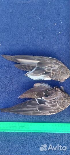 Украшение на модерновую шляпку