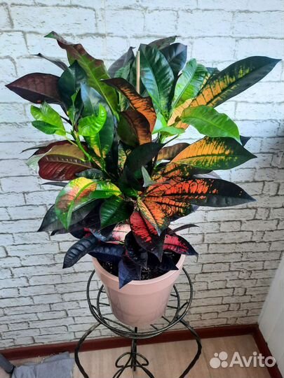 Кротон миссис айстон большой