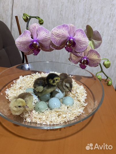 Инкубационное яйцо перепелов селадон