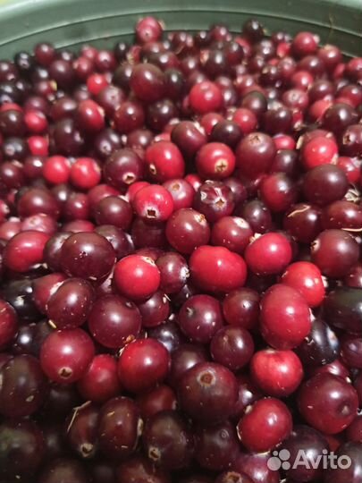 Клюква свежая, бесплатная доставка