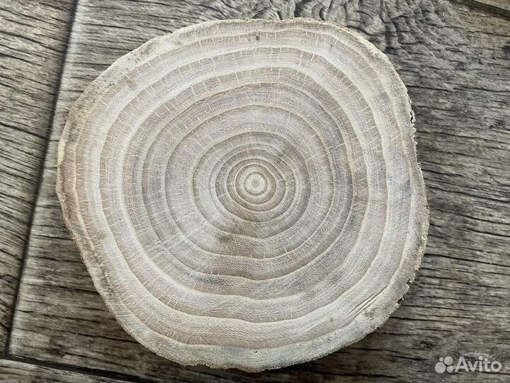 Спилы дерева вяз