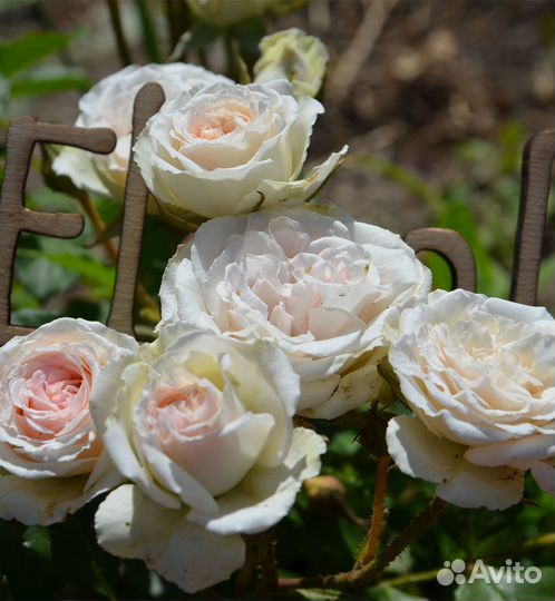 Роза бордюрная Мими Эден